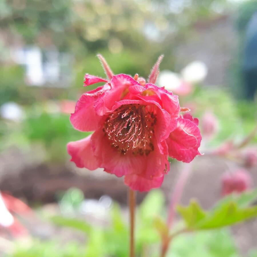 Geum rivale Bell Bank in the GardenTags plant encyclopedia Water Avens Bell Bank in the GardenTags plant encyclopedia