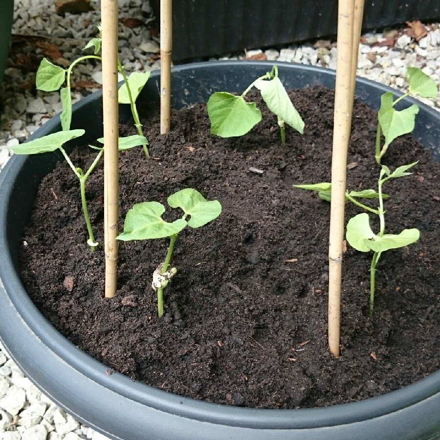 Phaseolus Vulgaris Sultana in the GardenTags plant encyclopedia French Bean Sultana in the GardenTags plant encyclopedia