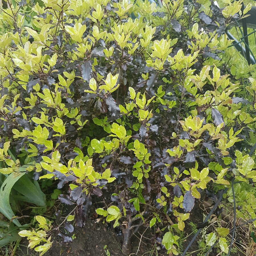 Pittosporum in the GardenTags plant encyclopedia