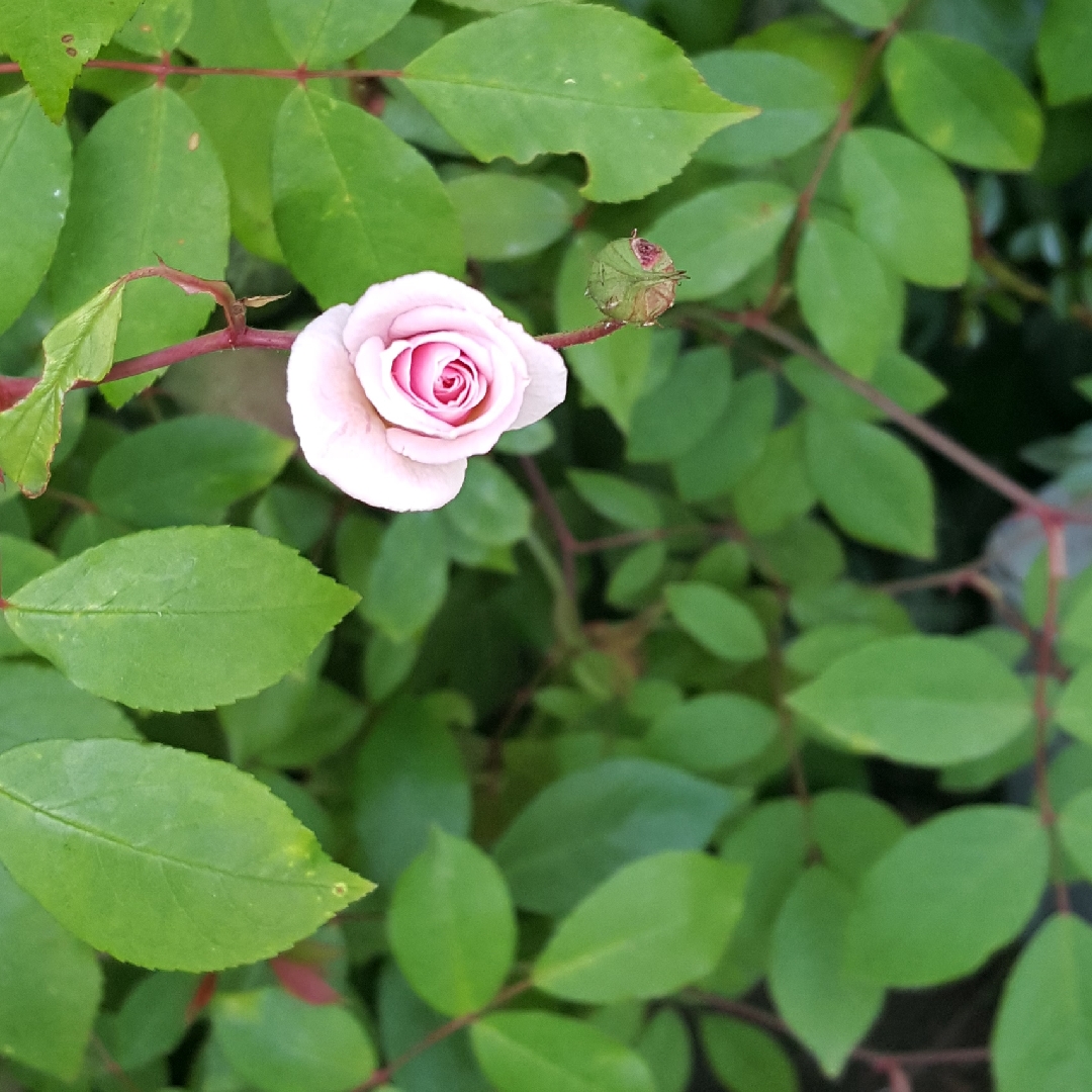 Rosa Cecile Brunner in the GardenTags plant encyclopedia Rose Cecile Brunner in the GardenTags plant encyclopedia
