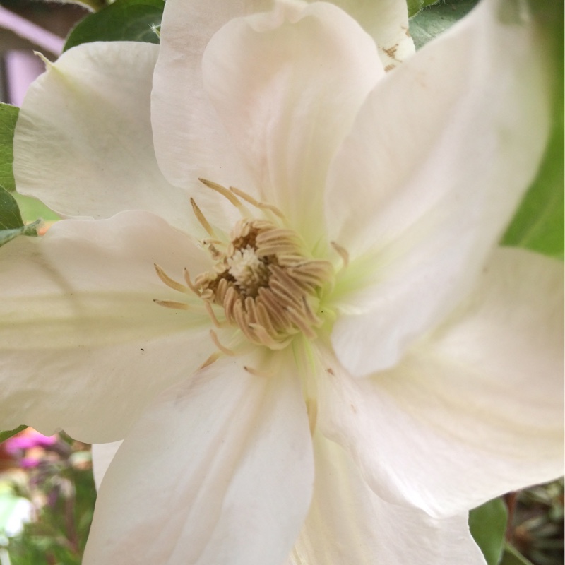 Clematis Mrs George Jackman in the GardenTags plant encyclopedia Clematis Mrs George Jackman in the GardenTags plant encyclopedia