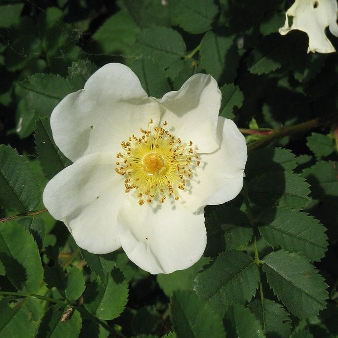 Rosa xanthina f. hugonis in the GardenTags plant encyclopedia Rose (Species) Hugos Rose in the GardenTags plant encyclopedia
