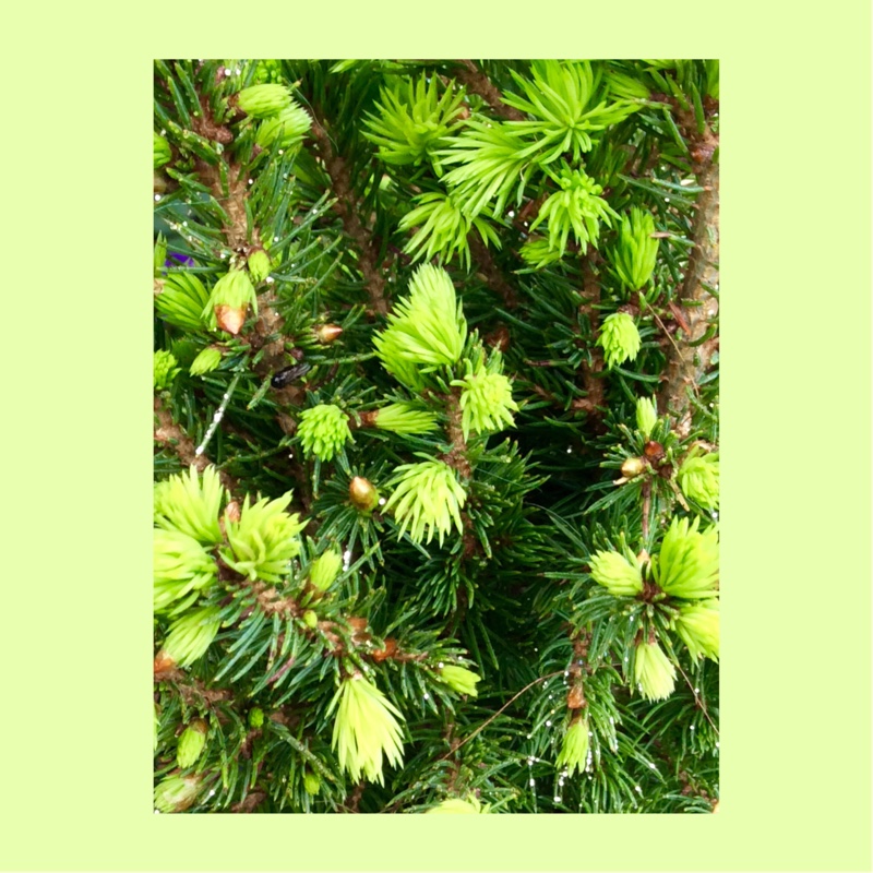 x Cuprocyparis leylandii in the GardenTags plant encyclopedia Leylandii Cypress in the GardenTags plant encyclopedia