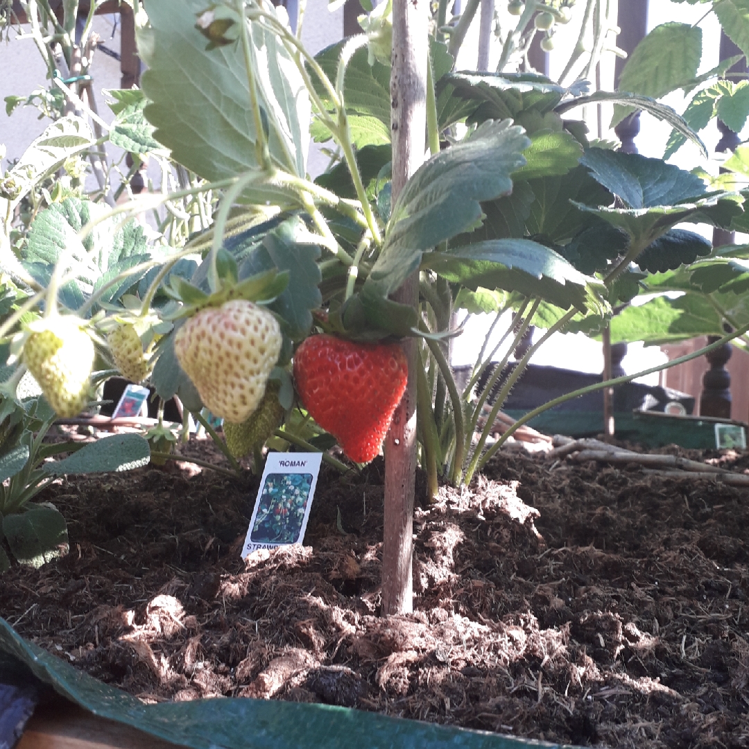 Strawberry Roman in the GardenTags plant encyclopedia