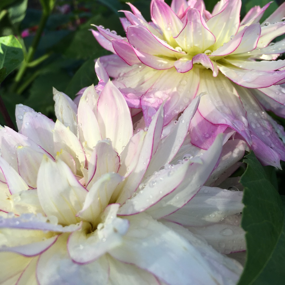 Dahlia Crazy Love (Decorative) in the GardenTags plant encyclopedia