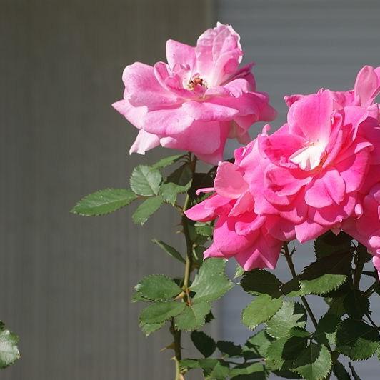 Rosa Hermosa syn. Rosa Madame Neumann, Rosa Melanie Lemaire in the GardenTags plant encyclopedia Rose Hermosa (China) in the GardenTags plant encyclopedia