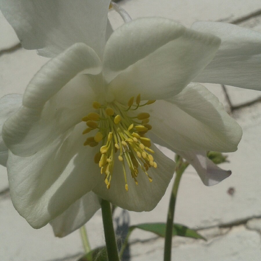 Aquilegia McKana Giant in the GardenTags plant encyclopedia Columbine McKana Giant in the GardenTags plant encyclopedia