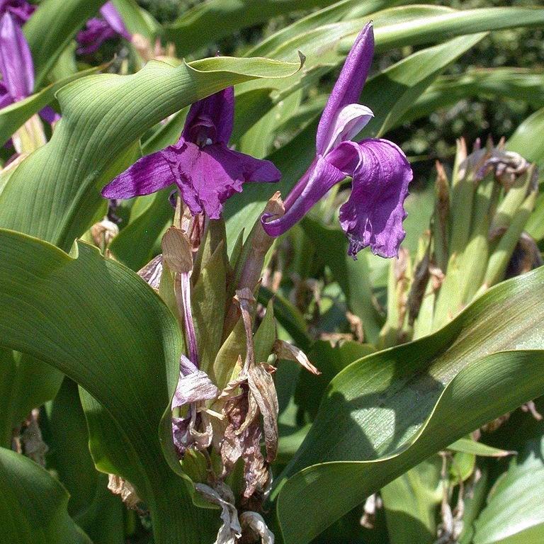Roscoea auriculata in the GardenTags plant encyclopedia Roscoea in the GardenTags plant encyclopedia