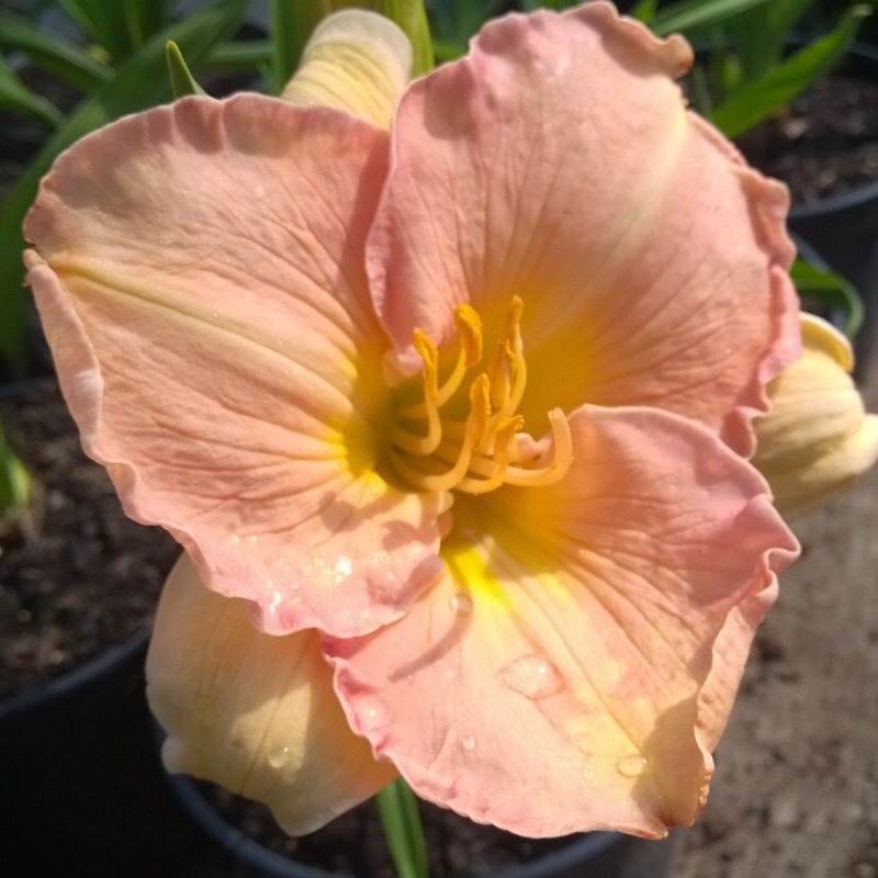 Hemerocallis Elizabeth Salter in the GardenTags plant encyclopedia Daylily Elizabeth Salter in the GardenTags plant encyclopedia