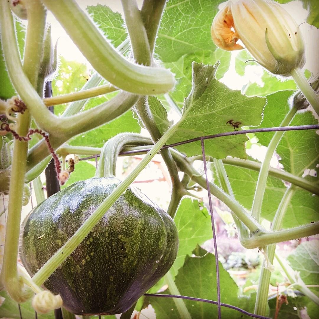 Cucurbita Moschata Early Sweet Sugar Pie in the GardenTags plant encyclopedia Calabaza Early Sweet Sugar Pie in the GardenTags plant encyclopedia