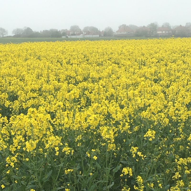 Brassica napus in the GardenTags plant encyclopedia Rapeseed in the GardenTags plant encyclopedia