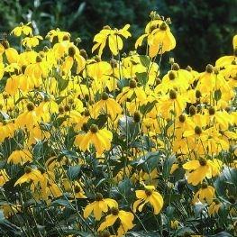 Rudbeckia laciniata Herbstsonne (Autumn Sun) in the GardenTags plant encyclopedia Shiny coneflower in the GardenTags plant encyclopedia