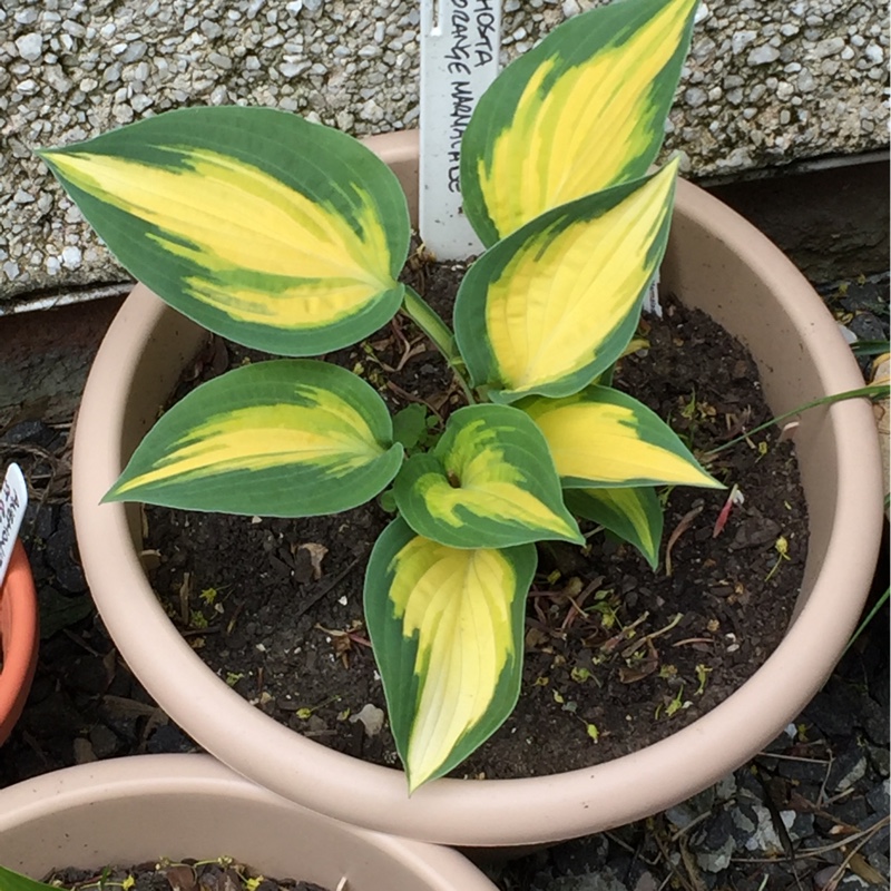 Hosta Orange Marmalade in the GardenTags plant encyclopedia Plantain Lily Orange Marmalade in the GardenTags plant encyclopedia