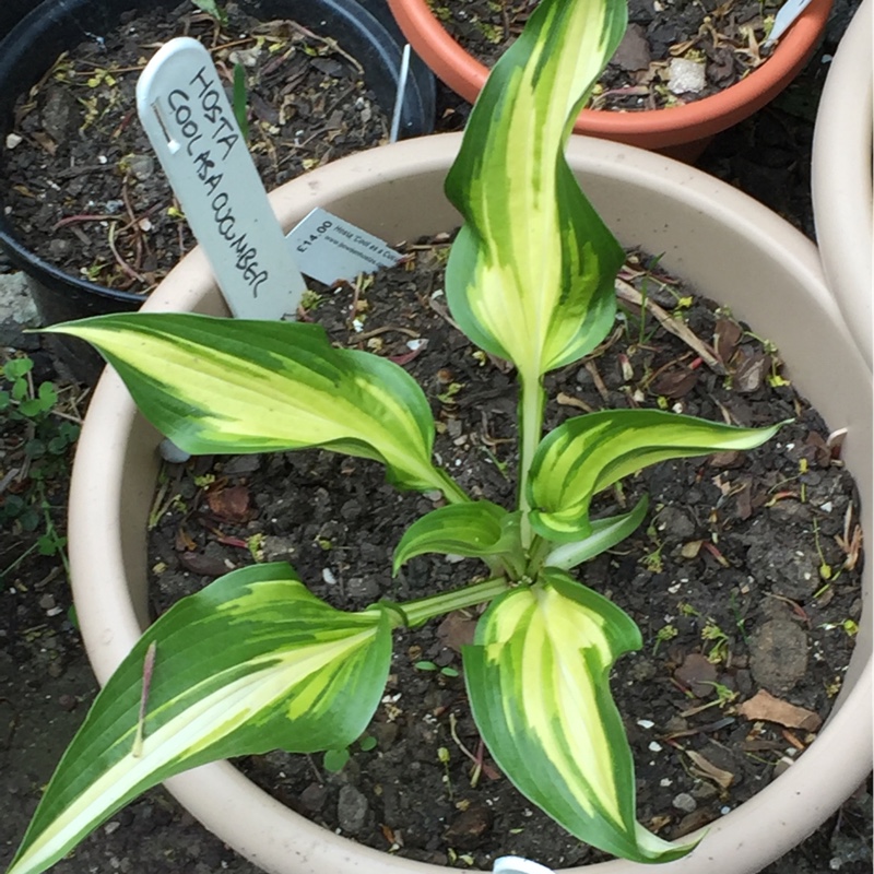Hosta Cool as a Cucumber in the GardenTags plant encyclopedia Plantain Lily Cool as a Cucumber in the GardenTags plant encyclopedia