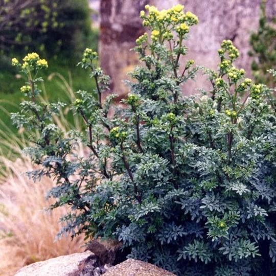 Ruta graveolens Jackmans Blue in the GardenTags plant encyclopedia Common rue in the GardenTags plant encyclopedia
