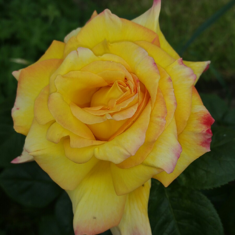 Rosa Bellaroma in the GardenTags plant encyclopedia Rose Bellaroma in the GardenTags plant encyclopedia