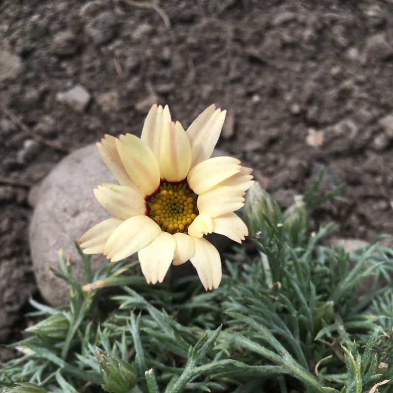 Rhodanthemum hosmariense Sunshine Peach in the GardenTags plant encyclopedia Moroccan Daisy Sunshine Peach in the GardenTags plant encyclopedia