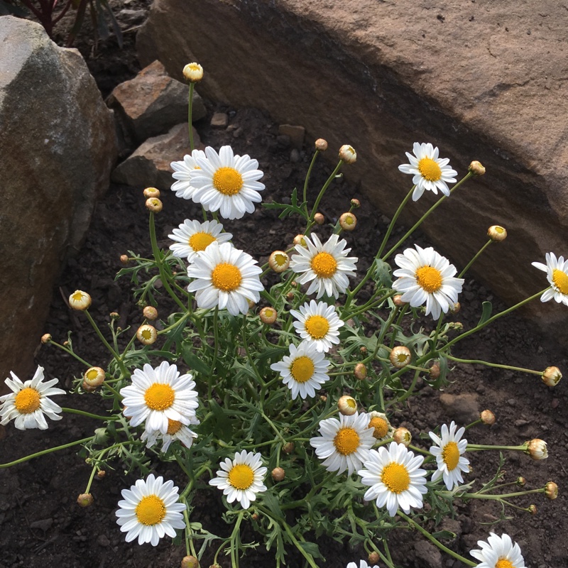 Marguerite Daisy Madeira White Improved in the GardenTags plant encyclopedia