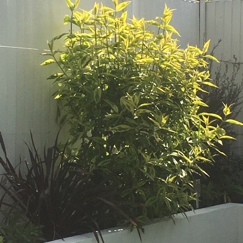 Buddleja davidii Santana syn. Buddleja davidii Thia in the GardenTags plant encyclopedia Butterfly Bush Santana in the GardenTags plant encyclopedia