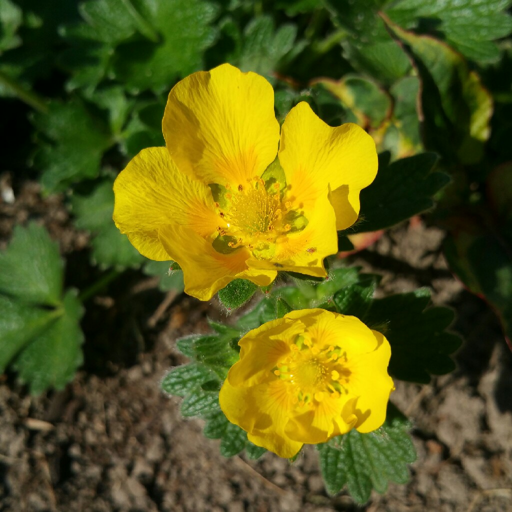 Potentilla Aurea in the GardenTags plant encyclopedia Dwarf Yellow Potentilla in the GardenTags plant encyclopedia
