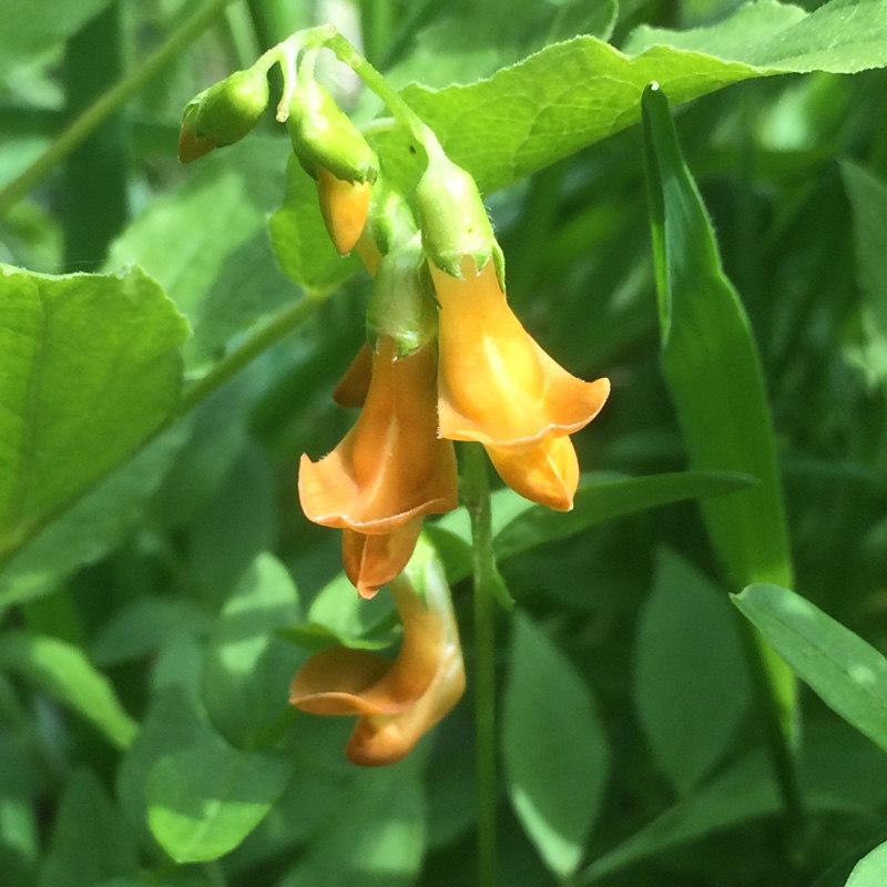 Lathyrus aureus in the GardenTags plant encyclopedia Golden Pea in the GardenTags plant encyclopedia
