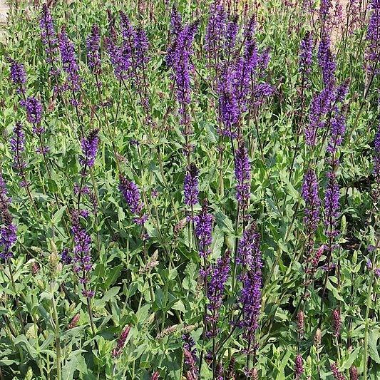 Salvia x sylvestris Blauhugel syn. Salvia nemorosa Blue Mound, Salvia nemorosa Blauhugel, Salvia Blue Hills in the GardenTags plant encyclopedia Wood Sage Blauhugel in the GardenTags plant encyclopedia