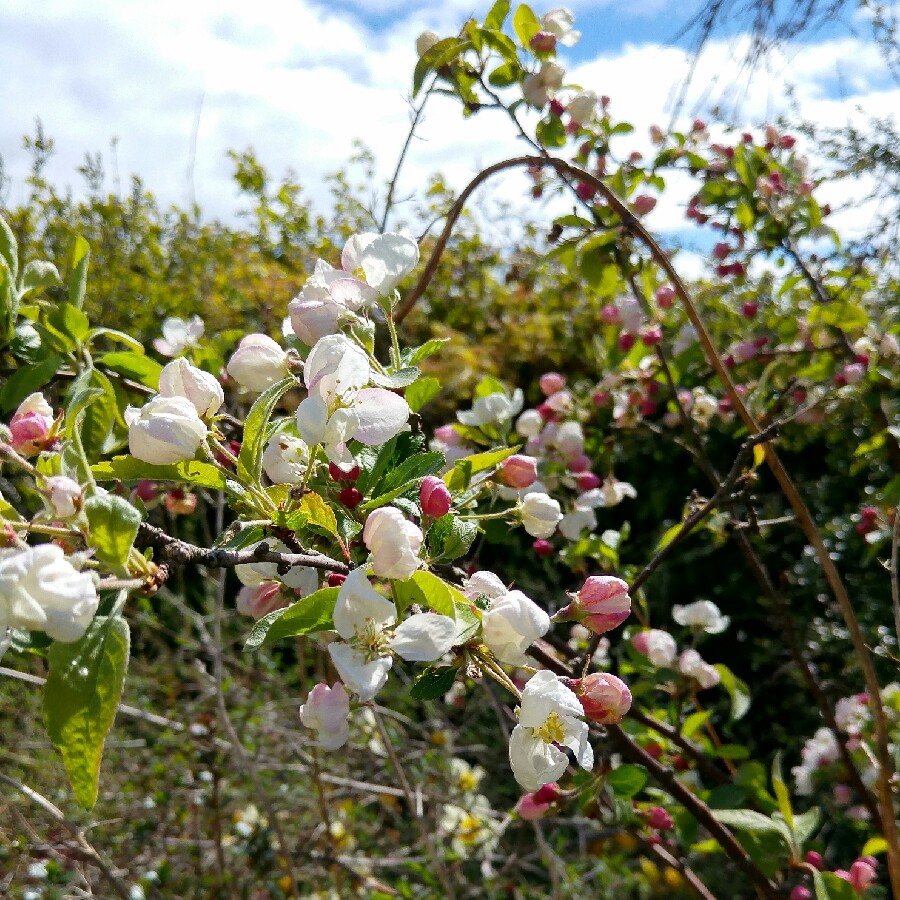 Malus domestica Lord Lambourne in the GardenTags plant encyclopedia Apple Lord Lambourne in the GardenTags plant encyclopedia