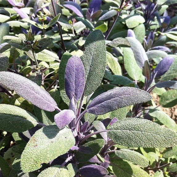 Salvia officinalis Purpurascens in the GardenTags plant encyclopedia Purple Sage in the GardenTags plant encyclopedia