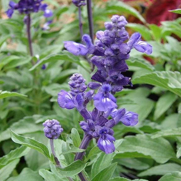 Mealy-cup Sage in the GardenTags plant encyclopedia