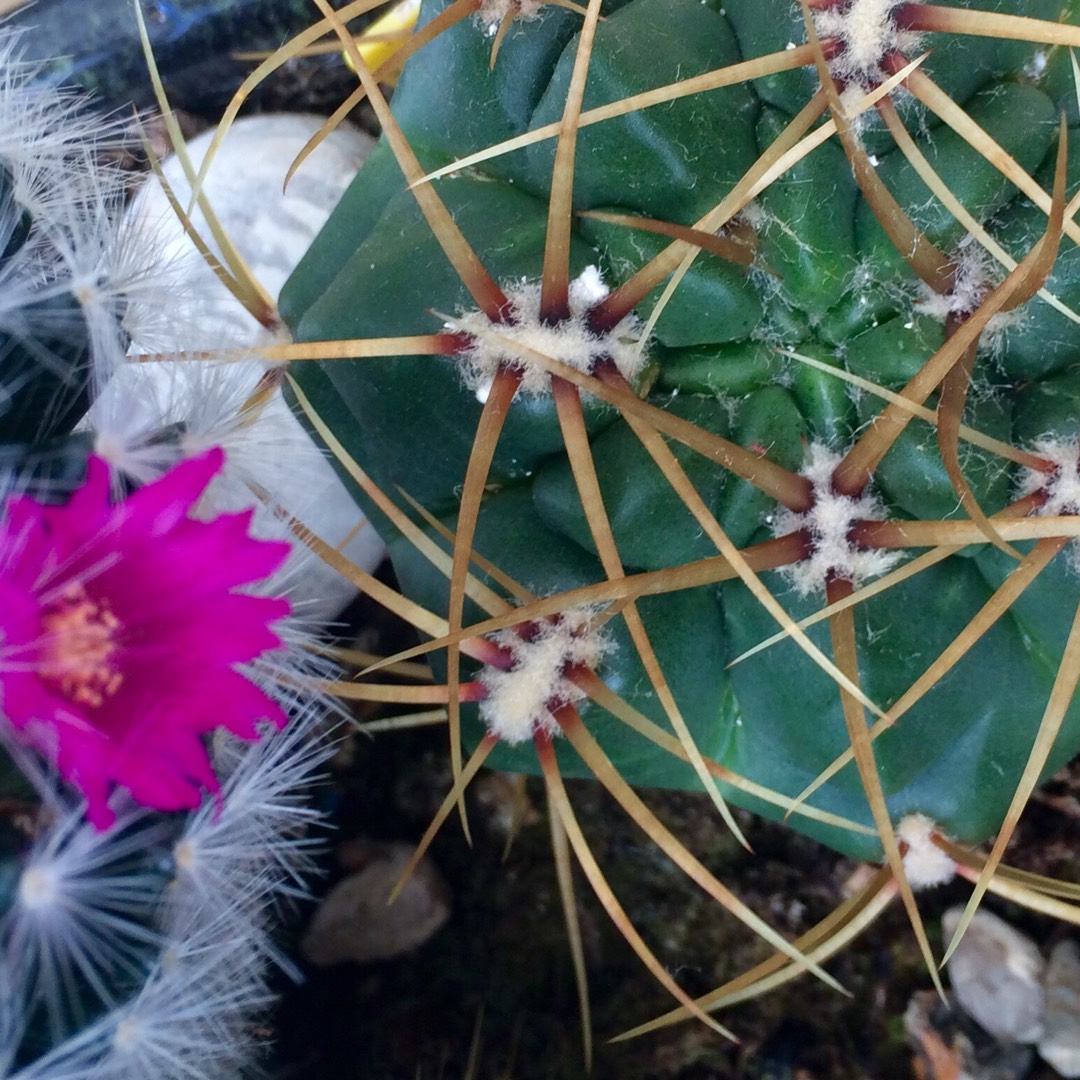 Ferocactus in the GardenTags plant encyclopedia Barrel Cactus in the GardenTags plant encyclopedia