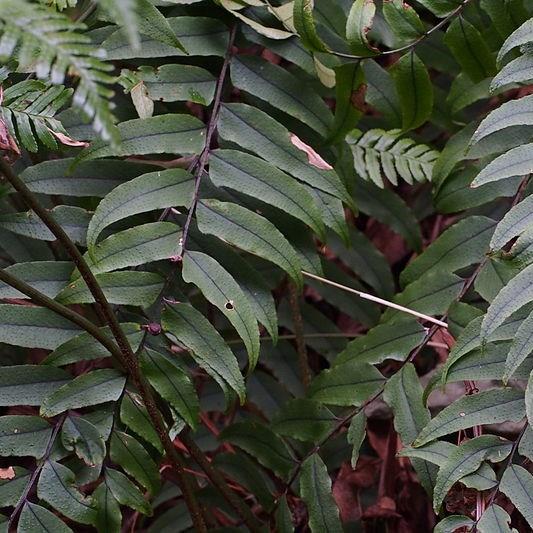 Cyrtomium Fortunei in the GardenTags plant encyclopedia Holly Fern in the GardenTags plant encyclopedia