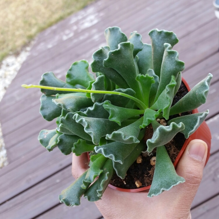 Adromischus Key Lime Pie Plant in the GardenTags plant encyclopedia
