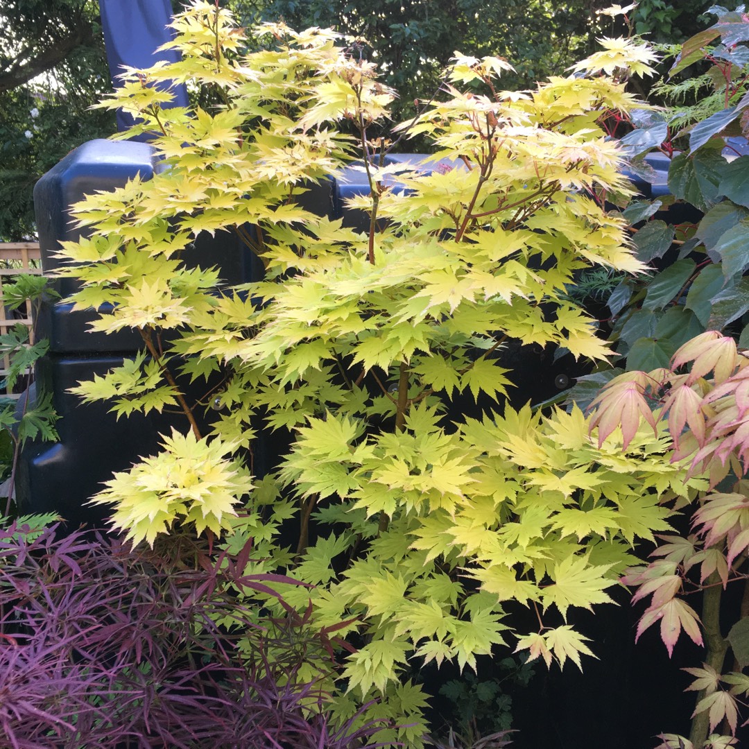 Settlers acer shirasawanum jordan - asohfrut.com