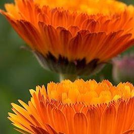 Calendula officinalis Indian Prince in the GardenTags plant encyclopedia Pot marigold Indian Prince in the GardenTags plant encyclopedia