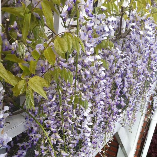 Wisteria floribunda macrobotrys Multijuga in the GardenTags plant encyclopedia Japanese Wisteria in the GardenTags plant encyclopedia