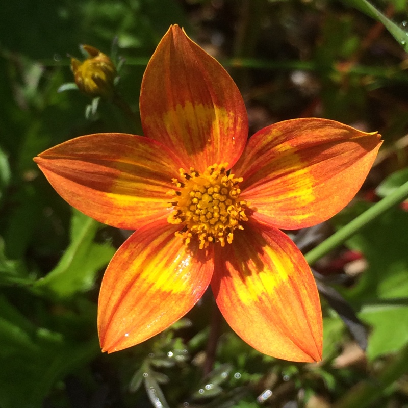 Bidens triplinervia Hawaiian Flare series Orange Yellow Blush in the GardenTags plant encyclopedia Bidens Orange Yellow Blush in the GardenTags plant encyclopedia