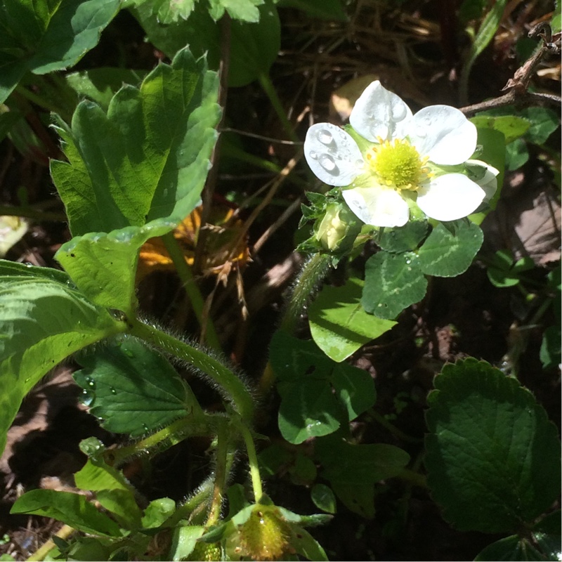 Woodland Strawberry Mara des Bois in the GardenTags plant encyclopedia