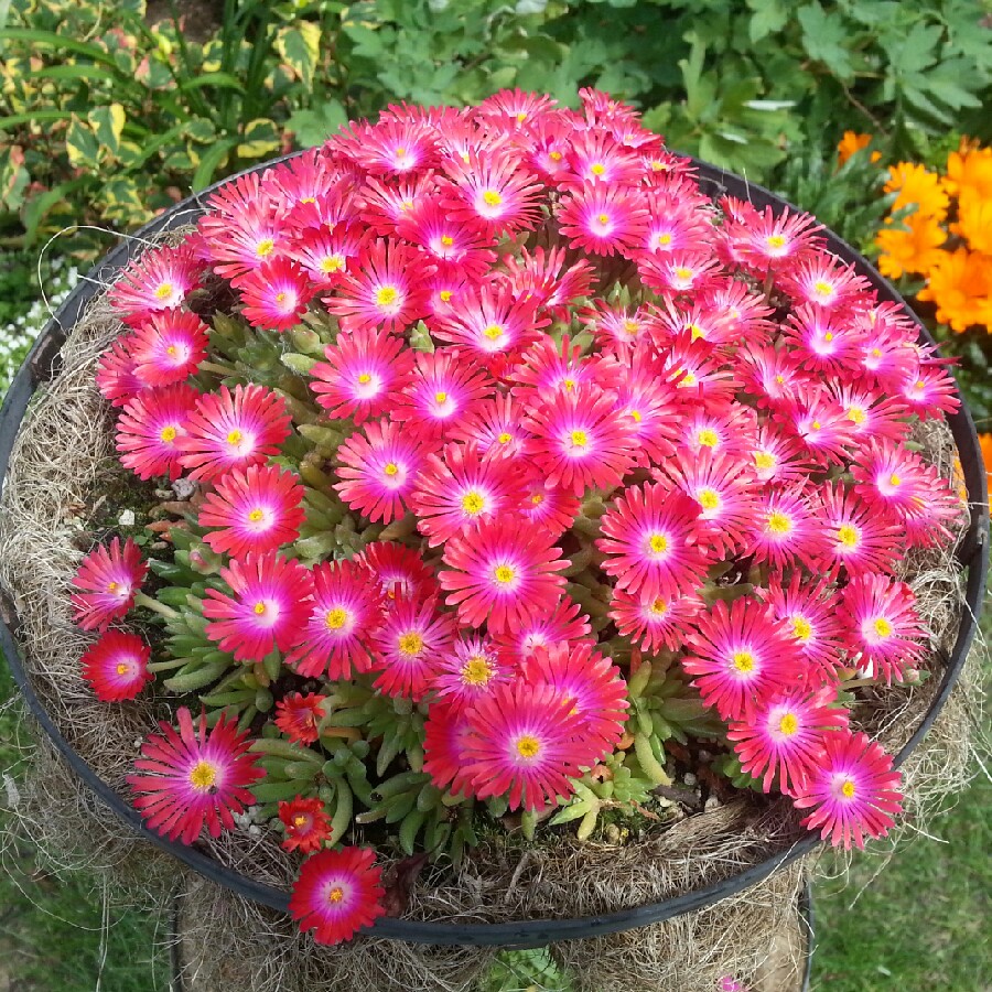 Delosperma cooperi Jewel of Desert Garnet (Jewel of Desert Series) in the GardenTags plant encyclopedia Ice Plant Jewel of Desert Garnet in the GardenTags plant encyclopedia