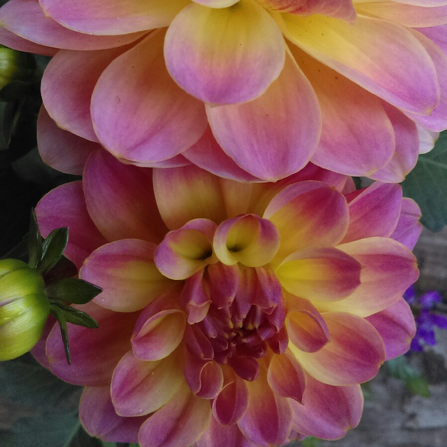 Dahlia Dahlinova Hypnotica Rose Bicolor (Dahlinova Hypnotica Series) in the GardenTags plant encyclopedia Dahlia Dahlinova Hypnotica Rose Bicolor (Bedding) in the GardenTags plant encyclopedia