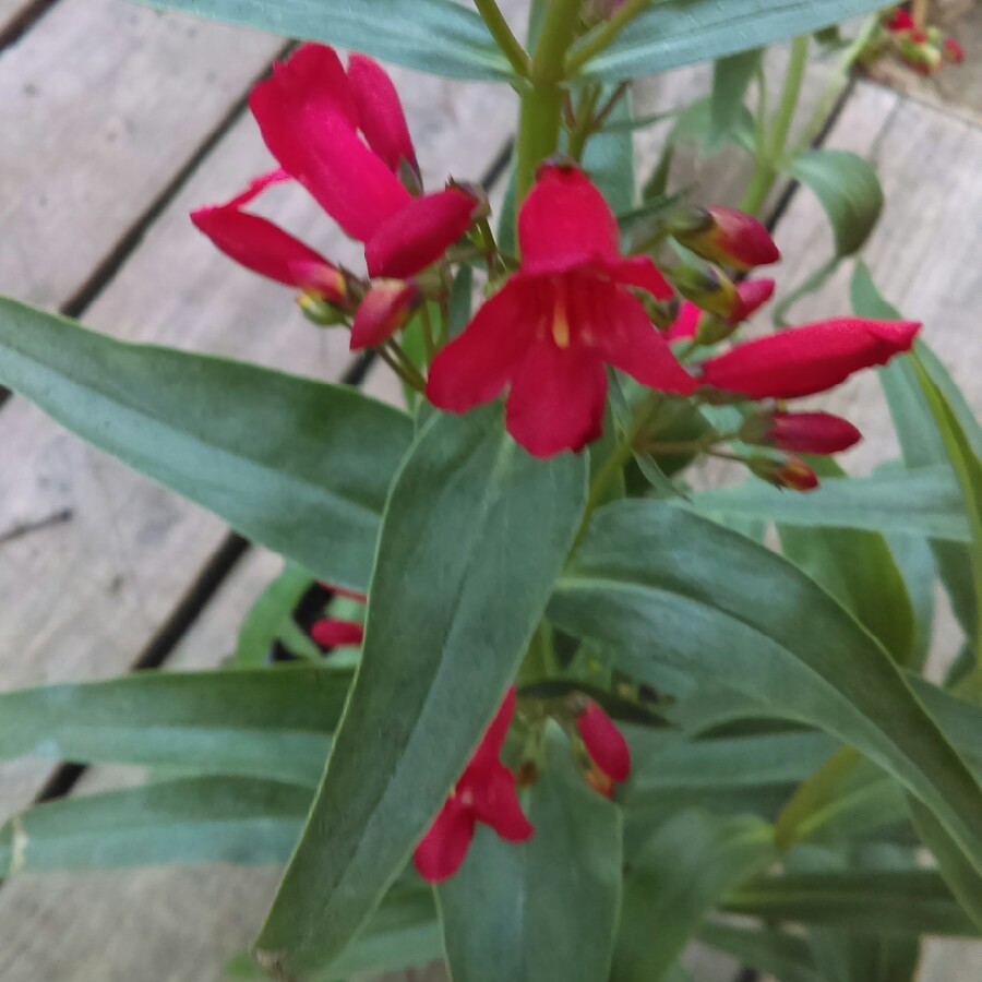 Penstemon Red Riding Hood in the GardenTags plant encyclopedia Beardtongue Red Riding Hood in the GardenTags plant encyclopedia