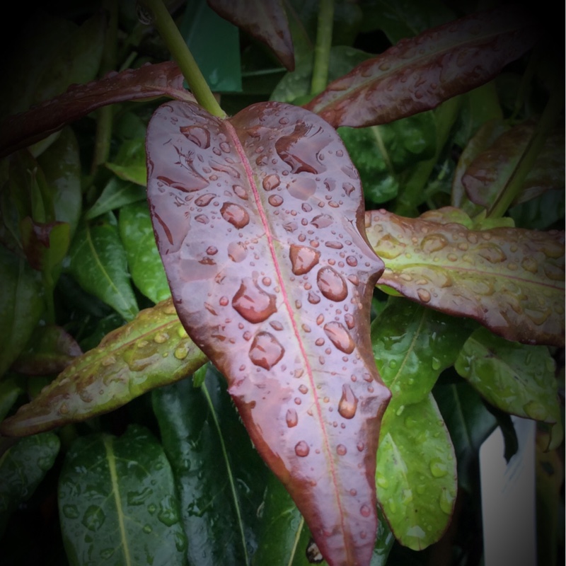 Honeysuckle Copper Beauty in the GardenTags plant encyclopedia