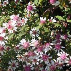Aster lateriflorus Horizontalis in the GardenTags plant encyclopedia Calico aster in the GardenTags plant encyclopedia