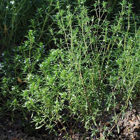 Satureja hortensis in the GardenTags plant encyclopedia Summer Savory in the GardenTags plant encyclopedia