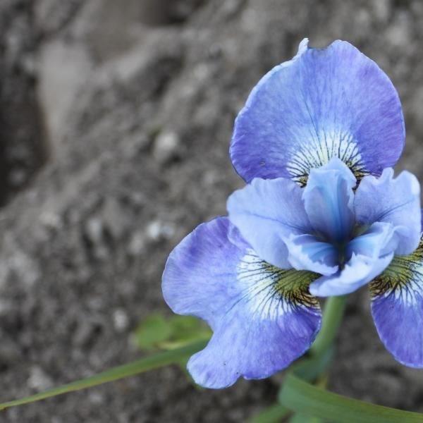 Siberian Iris Blue Reverie in the GardenTags plant encyclopedia