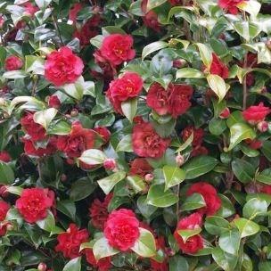 Camellia japonica Doctor Burnside in the GardenTags plant encyclopedia Camellia Doctor Burnside in the GardenTags plant encyclopedia