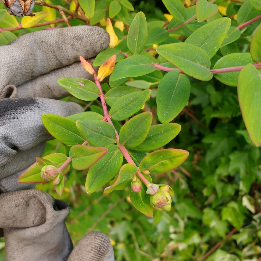 Hypericum Autumn Blaze in the GardenTags plant encyclopedia