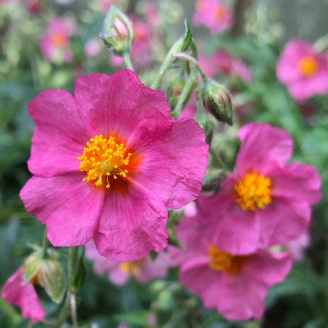 Helianthemum hybride Lawrensons Pink in the GardenTags plant encyclopedia Rock Rose Lawrensons Pink in the GardenTags plant encyclopedia