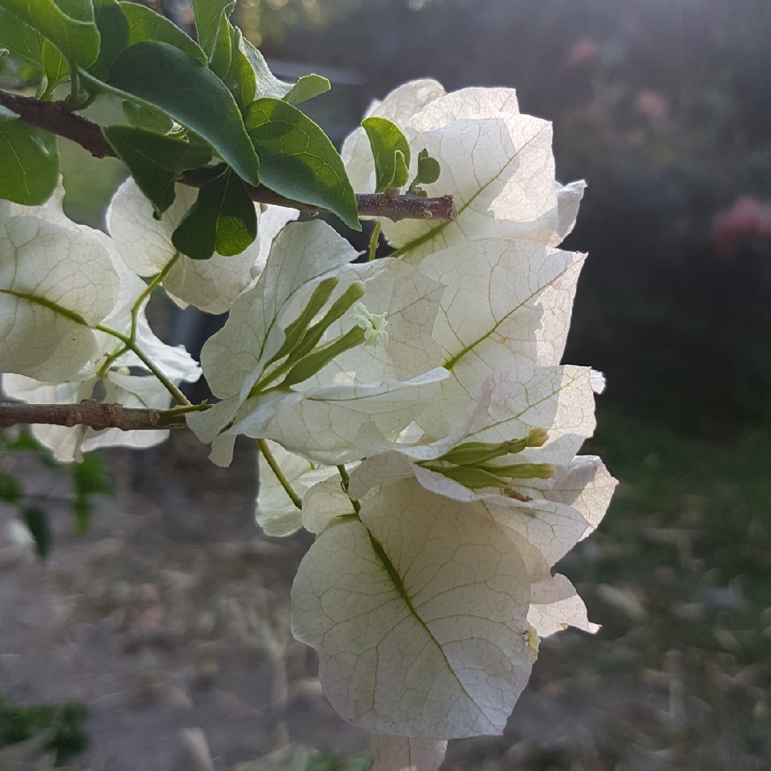 Bougainvillea Bambino in the GardenTags plant encyclopedia