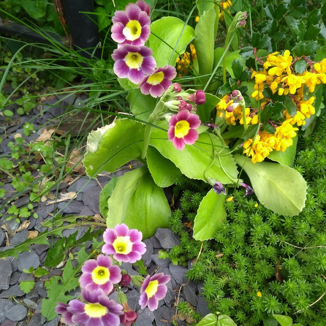 Primula pubescens Exhibition Blue in the GardenTags plant encyclopedia Garden Auricula in the GardenTags plant encyclopedia