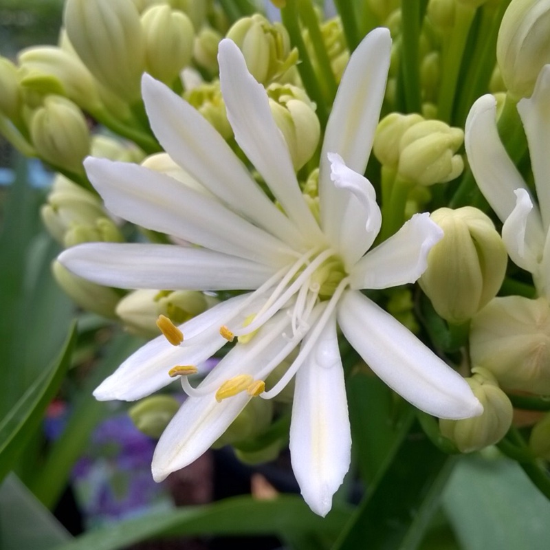 Agapanthus White Heaven in the GardenTags plant encyclopedia African Lily White Heaven in the GardenTags plant encyclopedia
